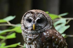 Looking Directly into the Face of a Burrowing Owl photo