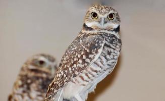Stunning Burrowing Owl Pair on a Branch photo