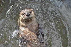 River Otter Swimming on His Back in a River photo