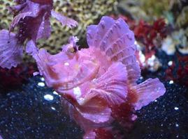 Pink Rhinopias Fish on the Ocean Floor photo