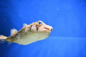 Balloonfish Swimming Under Water with Quills Down photo