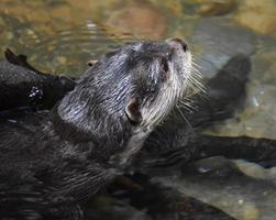 River Otters are Part of the Family of Mustelids photo