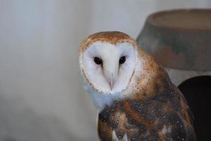 White Faced Barn Owl with his Head Turned photo