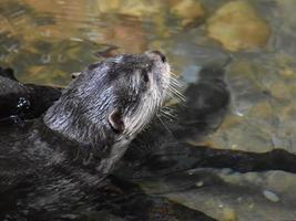 River Otter Swimming Away in a Shallow River photo