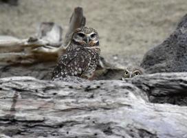 Really Cute Pair of Burrowing Owls with Logs photo