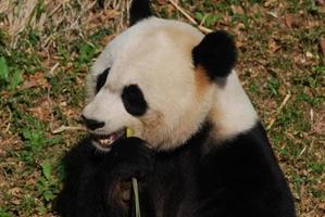 oso panda gigante chino hambriento comiendo bambú foto