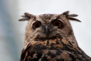 Amazing Long Eared Owl with Feathers Sticking Out photo