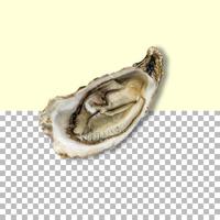 Top up view fresh shellfish isolated on transparent background. photo