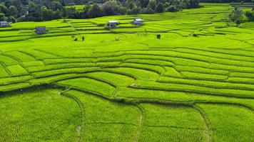 Aerial view of the green rice terraces on the mountains in spring. Beautiful green area of young rice fields or agricultural land in northern Thailand. Natural landscape background.