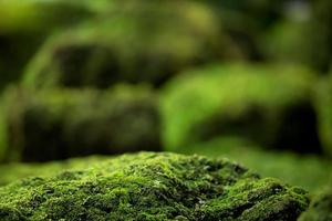 Beautiful Bright Green moss grown up cover the rough stones and on the floor in the forest. Show with macro view. Rocks full of the moss texture in nature for wallpaper. photo