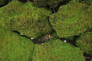 Beautiful Bright Green moss grown up cover the rough stones and on the floor in the forest. Show with macro view. Rocks full of the moss texture in nature for wallpaper. photo