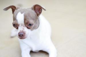 The dog looking sad waiting in front of the house. straight looking face strain depress worry. on background concrete wall, bare cement. Pets concept. Leave copy space empty for text writing. photo