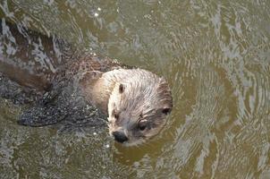 River Otter Peaking Out of a Muddy River photo