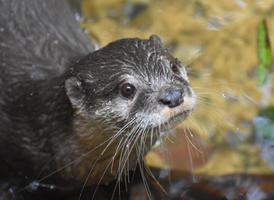 hermosa mirada de cerca a la cara de una nutria de río foto