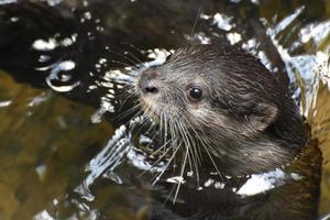 adorable rostro de una nutria de río saliendo del río foto