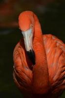 American Flamingo Bird photo