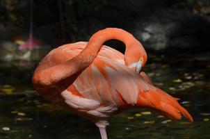 Preening American Flamingo photo