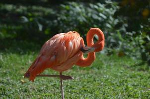 Pretty Pink Greater Flamingo Balancing photo