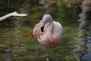 flamenco chileno parado en aguas poco profundas foto