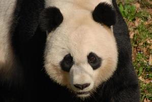 cara asombrosa de un hermoso oso panda gigante foto