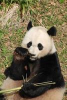 Giant Panda Bear Holding on to Bamboo While Eating photo