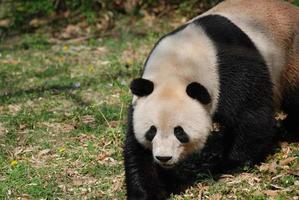 Gorgeous Black and White Giant Panda Bear Walking photo