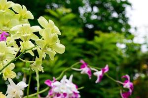 Purple fresh Orchids flowers in garden photo