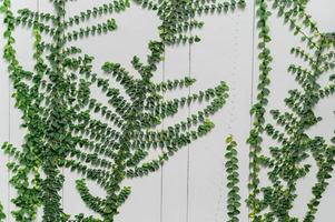 Green creeper plant on the white wall photo