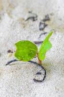 Germinating seedling seed morning glory Goats foot creeping beach flower. photo