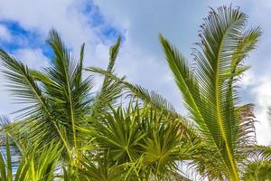 Tropical natural palm tree coconuts blue sky in Mexico. photo