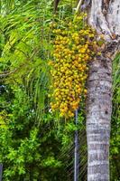 Tropical natural palm tree palm dates blue sky Mexico. photo