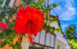 Red beautiful hibiscus flower shrub tree plant in Mexico. photo