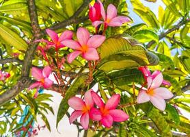 Plumeria tree bush with pink and yellow flowers in Mexico. photo