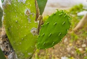Spiny green cactus cacti plants trees with spines fruits Mexico. photo