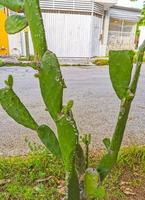 Spiny green cactus cacti plants trees with spines fruits Mexico. photo