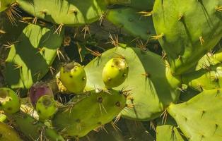 Spiny green cactus cacti plants trees with spines fruits Mexico. photo