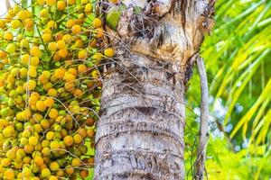 Tropical natural palm tree palm dates blue sky Mexico. photo