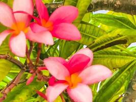 arbusto de plumeria con flores rosas y amarillas en méxico. foto