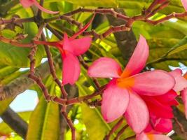 Plumeria tree bush with pink and yellow flowers in Mexico. photo