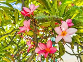 Plumeria tree bush with pink and yellow flowers in Mexico. photo