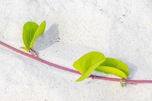 Pink purple morning glory Goats foot creeping beach flower Mexico. photo