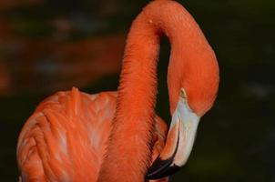 Flamingo With Brilliant Coloring photo