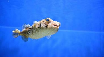 Interesting Porcupinefish Swimming Along Under the Water photo