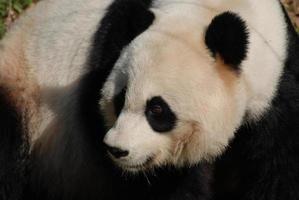de cerca con un magnífico oso panda gigante foto