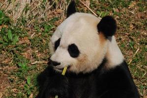 oso panda blanco y negro comiendo brotes de bambú verde foto