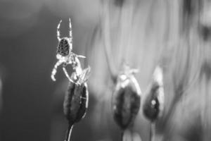 Cross spider shot in black and white, crawling on a spider thread to a plant photo