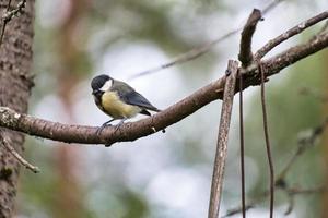 Great tit sitting in tree on a branch. Wild animal foraging for food. Animal shot photo