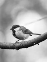 Great tit sitting in tree on a branch. Wild animal foraging for food. Animal shot photo