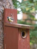 Carbonero común en una casa de pájaros rojos. tiro animal de un pájaro cantor de la naturaleza. animal foto