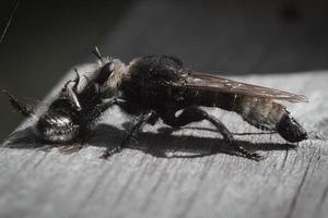 Yellow murder fly or yellow robber fly with a bumblebee as prey. Insect is sucked photo